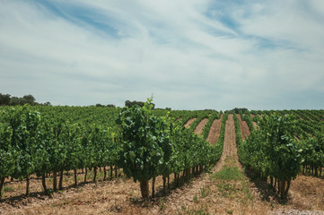 Fototapeta na wymiar Vines going up the hill in a vineyard near Estremoz