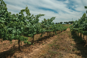 Fototapeta na wymiar Lined vines going up the hill in a vineyard near Estremoz