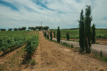 Fototapeta na wymiar Vines and gravel road in a vineyard near Estremoz