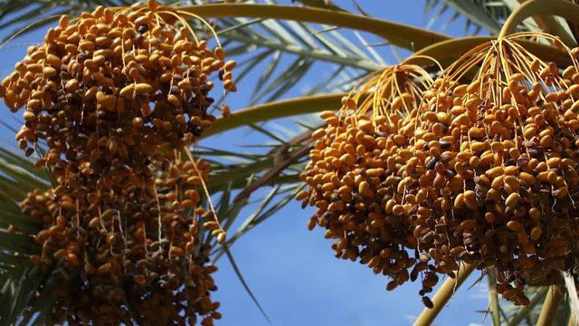 Close up of date palm tree in Morocco