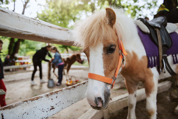 Adorable white and brown pony horse standing next to fence. Ranch exterior.