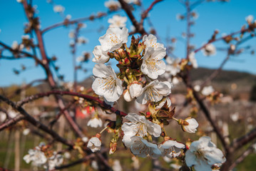 Fiori di ciliegio danno il benvenuto alla primavera