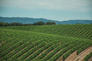 Fototapeta na wymiar Vines on top of the hill in a vineyard near Estremoz