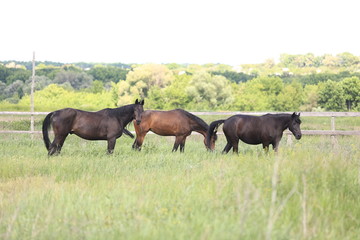 Herd of horses galloping across the field