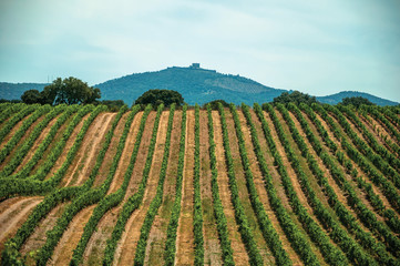 Fototapeta na wymiar Vines on top of the hill in a vineyard near Estremoz