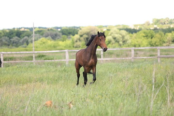 Herd of horses galloping across the field