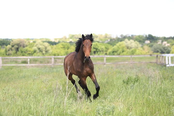 Herd of horses galloping across the field