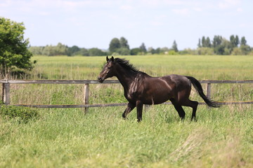 Herd of horses galloping across the field