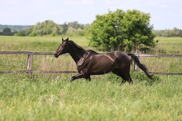 Herd of horses galloping across the field