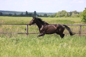 Herd of horses galloping across the field