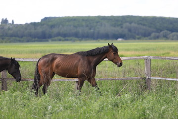 Herd of horses galloping across the field