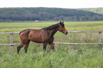 Herd of horses galloping across the field