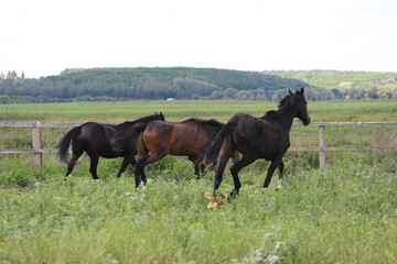 Fototapeta na wymiar Herd of horses galloping across the field