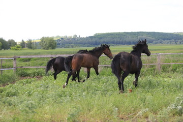 Naklejka na ściany i meble Herd of horses galloping across the field