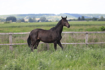 Herd of horses galloping across the field