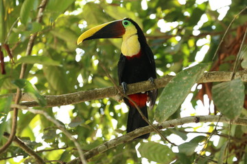 Toucan in a tree Cano Negro Costa Rica