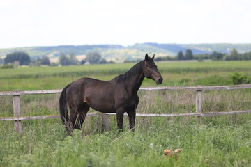 Herd of horses galloping across the field