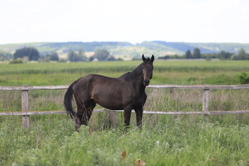 Herd of horses galloping across the field