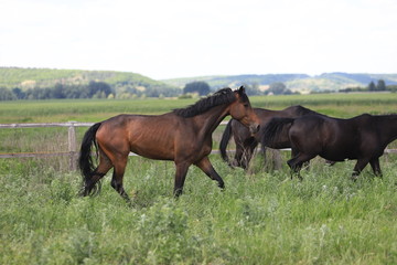 Obraz na płótnie Canvas Herd of horses galloping across the field