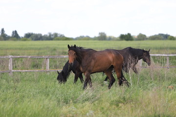 Herd of horses galloping across the field