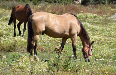 cute horses in the field