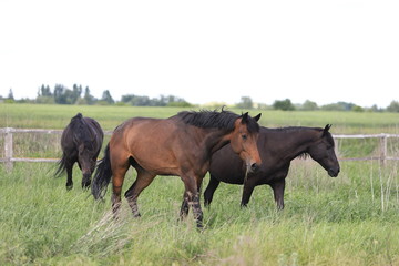 Herd of horses galloping across the field