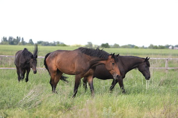 Obraz na płótnie Canvas Herd of horses galloping across the field