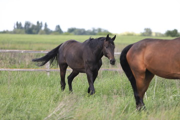 Herd of horses galloping across the field