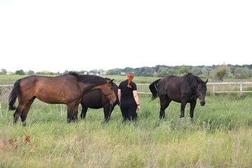 Herd of horses galloping across the field