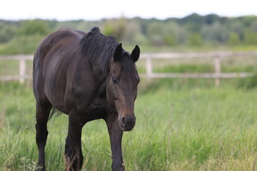 Herd of horses galloping across the field