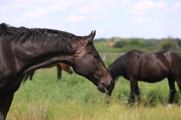 Herd of horses galloping across the field