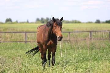Herd of horses galloping across the field