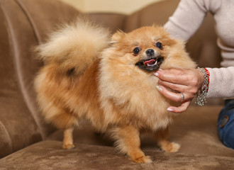Beautiful Dog breed Pomeranian Spitz.