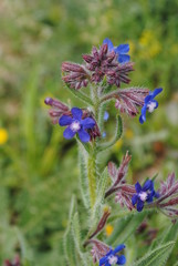 Fleurs 19, bourrache