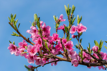 Beautiful peach blossom. Pink Peach Flowers. peach flowers on blue sky background