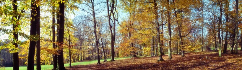Old broad leaf (probably beech) trees in the park at autumn afternoon daylight