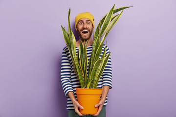 Cheerful male plant lover cares about decorative domestic flower, holds pot of sansevieria, keeps...