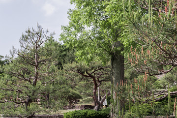 Fototapeta na wymiar The image of natural Japanese-style garden in the park, Japan