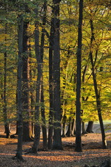 Broad leaf trees forest at autumn / fall sunlight