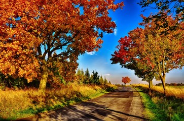 Maple trees with coloured leafs along asphalt road at autumn/fall daylight