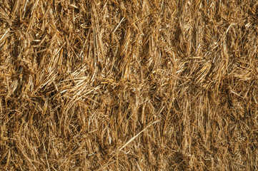 Close-up of Straw from a hay bale in a farm