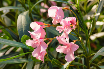 Pink oleander blossom, floral background