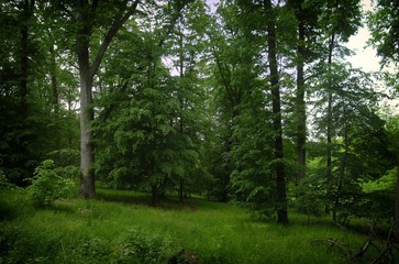Broad leaf trees forest at spring daylight