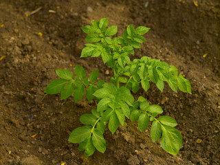 Potato bush in the field against the background of the earth