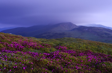 Fototapeta premium Rhododendron flowers in morning twilight. Rodna Mountains, Romania