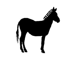 Graphical silhouette of zebra isolated on white ,vector illustration