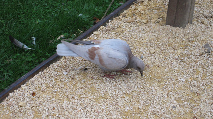 Paloma gris posada en suelo de piedras.