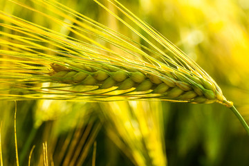 Close up of fresh green wheat in summer