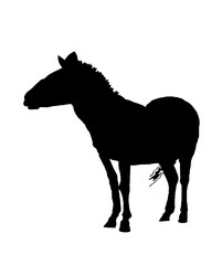 Graphical silhouette of zebra isolated on white ,vector illustration