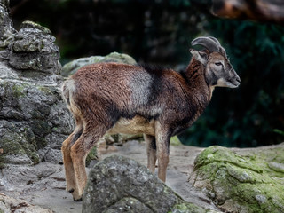Young moufflon male on the rock. Latin name - Ovis aries orientalis